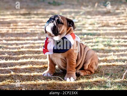 Cucciolo di Red English Bulldog in spazi aperti senza collo seduti sopra il giardino Foto Stock