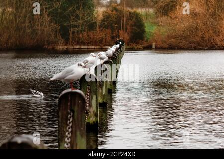 gabbiani seduti su una colonna in un lago Foto Stock