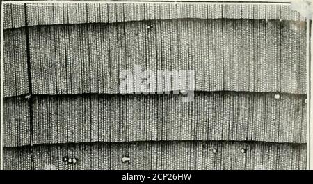 . Guida per l'identificazione dei legni utilizzati per cravatte e legname . Fig. 2.-Pino a foglia lunga.Sezione trasversale ingrandita di 15 diametri. Forest Service, Dipartimento di Agricoltura degli Stati Uniti. Identificazione dei boschi. XXVI.. Foto Stock