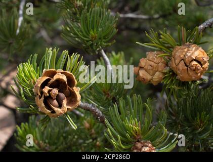 Coni di pino con supporto Pinon su un pinone, o pinyon nel sud-ovest americano. Foto Stock