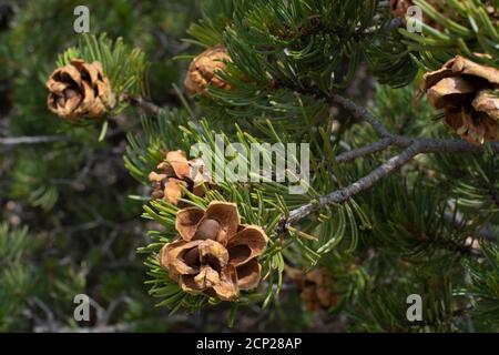 Coni di pino con supporto Pinon su un pinone, o pinyon nel sud-ovest americano. Foto Stock