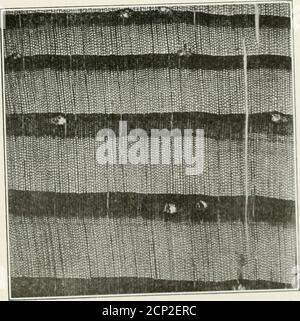 . Guida per l'identificazione dei legni utilizzati per cravatte e legname . Fig. 1.-Norway Pine.Sezione trasversale ingrandita di 15 diametri.. Fig. 2.-Shortleaf Pine.Cross Bectlon ingrandito 15 diametri, Forev Dept. Di Agricoltura. Identificazione dei boschi. Piastra XXV. Foto Stock