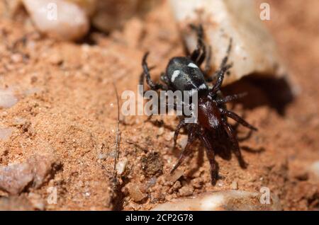 Ragno di terra nero e rosso (Poecilochroa sp.) che predica su un altro ragno. Addome nero con motivi bianchi e cefalotorace rosso scuro. Parque Natural Foto Stock