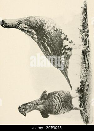 . Gli uccelli del New Jersey . le pelli sono gialle. Il becco è molto spesso e quasi bianco puro in tlie primaverile maschio, più crepuscolo inthe femmina; gambe e piedi, grigio blu. Il nido si trova in cespugli o alberi, a cinque metri dal suolo. È un cerchio perfetto, madeof ramoscelli fini, erbacce e radici, e foderato con il samebut di una qualità più fine. Le uova sono da quattro a cinque numeri, nove decimi per sette decimi di pollice di taglia, e di un blu pallido con marcature di colore marrone-oliva. Si alleva nella parte settentrionale degli Stati Uniti e in Canada, ma si trova durante l'estate solo nel nord Foto Stock