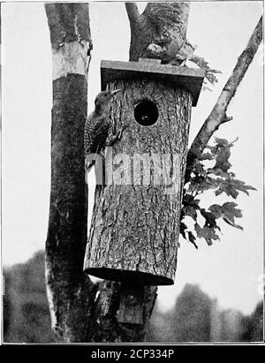 . Come attrarre uccelli selvatici circa la casa . Nest Shelter for Robins, Cat Birds e altri, da mettere in arbustia sulle Post Houses molto prima che i loro legittimi proprietari arrivino da sud. La stella tedesca, che sta aumentando in numbersvy rapidamente, sta proing dannosa a martincoloni stabiliti. Quest'ultimo intruso può essere tenuto fuori facendo theentrance 1^ pollici di diametro, con un mezzo pollice di buco directlybove per ammettere la luce. Passeri inglesi possono essere tenuti fuori coprendo i buchi di entrata dalla fine di agosto fino al mese di aprile seguente. Se, nonostante questa attenzione, Englishspar Foto Stock