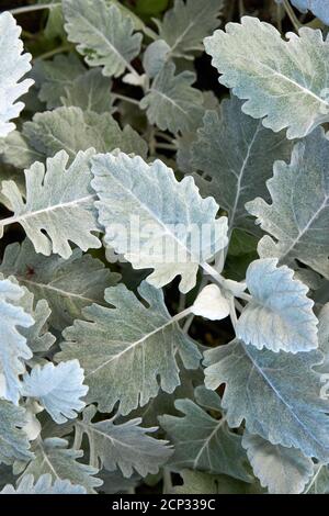 Closeup di una polverosa Miller pianta conosciuta anche come argenteria ragwort a Vancouver, BC, Canada Foto Stock