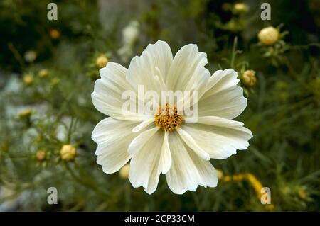 Primo piano di un fiore bianco di Cosmos (Cosmos bipinnatus) che fiorisce in estate Foto Stock