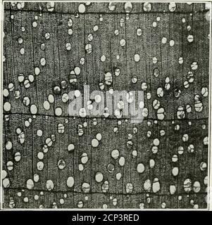. Guida per l'identificazione dei legni utilizzati per cravatte e legname . Fig. 1.-Noce nero.sezione trasversale ingrandita di 15 diametri. Fig. 2.-Butternut.sezione trasversale ingrandita di 15 diametri. Uept. Di Agricoltura. Identificazione dei boschi. Piastra XVII Foto Stock
