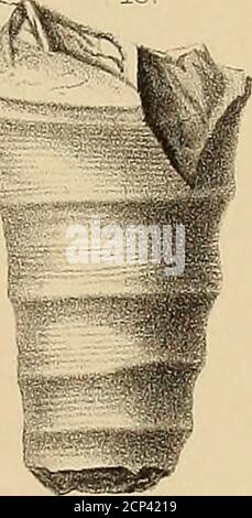 . Resoconto dell'esplorazione geologica del quarantesimo parallelo . Foto Stock