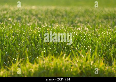 Gambi di mais, gocce di rugiada, mattina, primavera Foto Stock