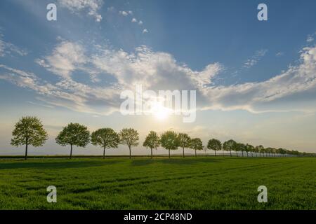 Grain field, row of trees, clouds, sunset, spring, Echzell, Wetterau, Hesse, Germany Foto Stock