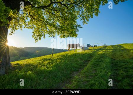 Quercia, sentiero, prato, mucca, alba, primavera, Odenwald, Assia, Germania Foto Stock