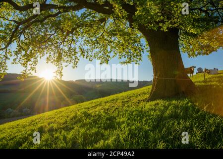 Quercia, prato, alba, primavera, Odenwald, Assia, Germania Foto Stock