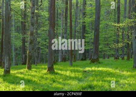 Foresta, foresta decidua, erba, sera, primavera, Marktheidenfeld, bassa Franconia, Baviera, Germania Foto Stock