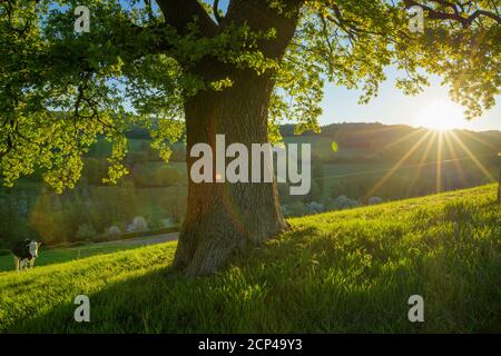 Quercia, prato, alba, primavera, Odenwald, Assia, Germania Foto Stock