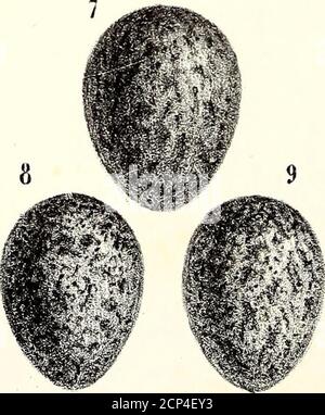 . Ornithologie de la Savoie, ou, Histoire des oiseaux : qui vivent en Savoie a l'état sauvage soit constamment, soit passagèrement . Foto Stock