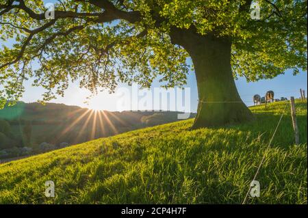 Quercia, prato, mucca, alba, primavera, Odenwald, Assia, Germania Foto Stock