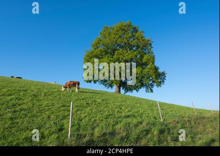 Prato, quercia, mucca, mattina, primavera, Odenwald, Assia, Germania Foto Stock