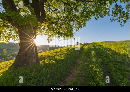 Quercia, sentiero, prato, mucca, alba, primavera, Odenwald, Assia, Germania Foto Stock