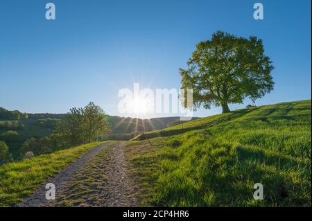 Percorso, quercia, prato, mattina, sole, primavera, Odenwald, Assia, Germania Foto Stock