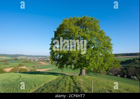 Quercia, sentiero, prato, campo, mattina, primavera, Odenwald, Assia, Germania Foto Stock