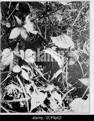 . L'ornitologia di Chester County, Pennsylvania . /■^-^^l Foto di A. C. Redfield WORM-EATING WARBLER NIDO E UOVA. Foto di A. C. Redfield BLUE-WINGED WARBLER NEST E UOVA annotate List loi (1897); ave. 15 anni. Maggio 14. Partenza - agosto 11 (1902) - settembre 14 (1896);ave. 9 anni. Agosto 23. 214. Oporornis agilis Connecticut Warbler. Transitorio. Il Dott. Montgomery ha raccolto i campioni a settembre. 20 e 28, 1889, e vide un altro settembre 25, tutti in Goshen occidentale; e ho preso uccelli singoli il settembre II, 1893 e il 7 ottobre 1897 (n. 423 e 636, coll.F. L. B.). Non ci sono record di molla. Arrivo in autunno: Settembre 19 (1893) - Oc Foto Stock