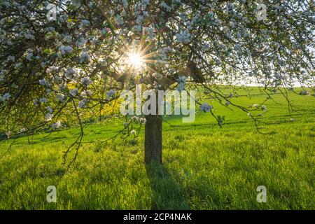 Albero di mele, fiore, sole, primavera, Schmachtenberg, Spessart, Baviera, Germania Foto Stock