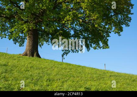 Prato, quercia, mattina, primavera, Odenwald, Assia, Germania Foto Stock