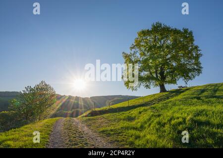 Percorso, quercia, prato, mattina, sole, primavera, Odenwald, Assia, Germania Foto Stock