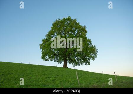 Quercia, prato, mattina, primavera, Odenwald, Assia, Germania Foto Stock