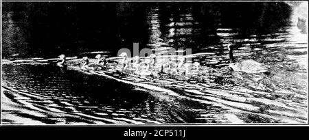 . L'importanza della vita degli uccelli; un resoconto popolare del suo significato economico e della sua conservazione . Per gentile concessione del Dott. W. T. Hornaday ANATRE SELVATICHE UCCISE SOTTO LA LEGGE. Per gentile concessione della N. Y. Zoological Society Photograph byElwin R. Sanborn CANADA GOOSE E LA SUA COVATA DI PETTINATURE GAME-LAWS 279 noto come McLean Bill, compresi tutti i migratori, era stato introdotto dal senatore di thatname. La New York Zoological Society, nell'autumnof 1912, ha aperto una campagna educativa per insegnare al pubblico il valore economico degli uccelli. Lavorare con le Società Audubon, insieme con un numero di protoni di gioco Foto Stock