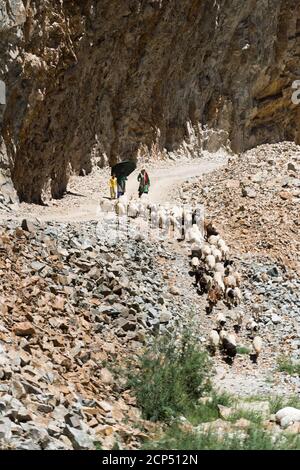 La Valle di Nubra con il villaggio di Hundar, affluente del fiume Shyok, capre e pecore Foto Stock