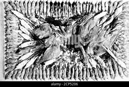 . L'importanza della vita degli uccelli; un resoconto popolare del suo significato economico e della sua conservazione . W /I. FEATHER INDUSTRIES 177 trich. Pelli, i nativi stalked gli uccelli, e slewhem con frecce veleno-punta. Essi si sordarono e intrappolarono, e cavalcarono a cavallo. E di conseguenza sono diventati cauti, scarsi, e diffidenti da garantire. Gli indigeni sono stati in grado di ottenere abbastanza piombi per il loro uso, ma l'Europa ha pregato. L'offerta è diminuita, il prezzo delle piume di struzzo è salito a livelli inauditi. Gli uomini bianchi presero la professione di caccia allo struzzo, ma incontrarono un successo indifferente. Il ! Foto Stock