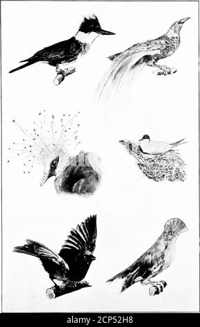 . L'importanza della vita degli uccelli; un racconto popolare del suo significato economico e della conservazione. I bers si assottigliarono all'orlo dell'sterminazione per il bene delle loro prugne. La fine, tuttavia, è stata posta al massacro dalla scoperta, a metà del secolo scorso, che avrebbero ri-legato alla domestication. D'altra parte, le cugine theirAmericane, le reas, sono state meno fortu-nate; la loro estinzione è ora in vista perché theyhave non l'amenability dello struzzo in a-ity. Migliaia annualmente sono uccisi per i loro piccoli pumes ed i depositi enormi di piume, imballato e pronto per la spedizione, Foto Stock