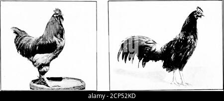 . L'importanza della vita degli uccelli; un resoconto popolare del suo significato economico e della sua conservazione . Le galline sono uccelli che hanno superato il contrassegno di un anno. Essi arefricassee o faraone bollente. Nel caso in cui un giovane cockerel è destinato a becomea roaster subisce un processo di ingrasso per dieci giorni ad un mese prima della commercializzazione. Thisfattening, o cramming, di uccelli ha existedas un'arte in Europa da duemila anni, butonly entro l'ultima generazione è stato wilyintrapresa negli Stati Uniti. Cramming può se necessario essere fatto da hand. Il cibo di ingrasso allora è fatto in una pasta di spessore, che è rotolato Foto Stock