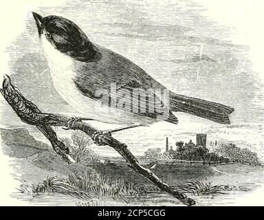 . Una storia di uccelli britannici . MARSH-TITMOUSE. PASSE RES. 495 PA RID A3.. Pahus palusteis, Linnaeus *.THE MAESH-TITMOUSE. Parus palustris. Il topo marsh-titmouse, se non così generalmente distribuito assome altri del genere, è ancora abbondante come una specie in manilocalità, e, come il suo nome implica, è più parziale di più a tratti bassi di terreni che portano salici e ontani, e terreno tosampy vicino a boschi; ma non è in alcun modo confinedto tali situazioni, e spesso visite frutteti e giardini, anche se non è molto colpisce gli alberi alti, generalmente preferiringcoppide e legno di spazzolame. Come i suoi congeneri, io Foto Stock