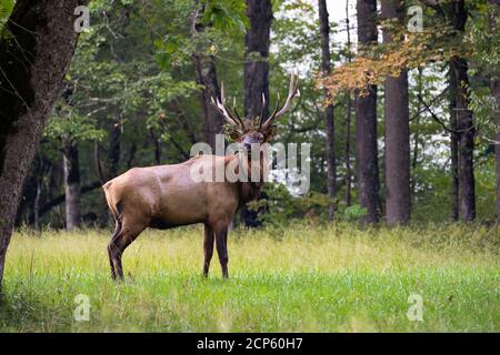 Alce toro in prato Foto Stock