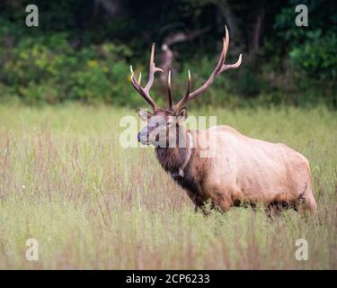 Un toro alce in un prato. Foto Stock