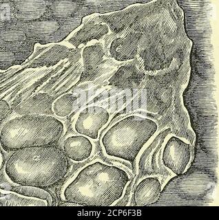 . Sull'anatomia dei vertebrati [risorsa elettronica] . Foto Stock