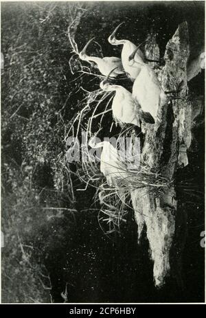 . Tre viaggi di un naturalista, essendo un racconto di molte isole poco conosciute in tre oceani visitati dalla 'Valhalla,' R. Y.S.; . estrittedto questa isola, e un altro è trovato elsewhere only in Madagascar. Non vedevamo l'ora di vedere i giganti in uno stato selvaggio durante il nostro soggiorno, ma in questo caso siamo stati condannati a delusione. Wefound che ci sarebbero voluti almeno due giorni per visitare la località dove ora sono solo per essere trovati, e poiché non abbiamo avuto il tempo necessario a disposizione, eravamo riluttanti costretti ad abbandonare le nostre speranze. I Aldabra è anche famosa per le sue tartarughe ; largenumbe Foto Stock