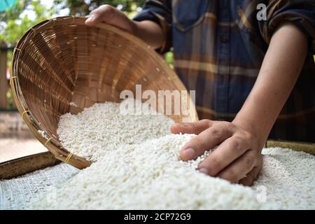 Primo piano le donne thailandesi che tengono il riso di gelsomino nelle loro mani. Prodotti alimentari per la salute. Foto Stock