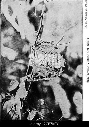 . Gray Lady e gli uccelli; storie dell'anno dell'uccello per la casa e la scuola . n noterete che la testa indossa una calotta grigia bordata di nero. Thebird forse respira un po 'più veloce, e il prettilyshaded ohve-verde indietro cieli e le ali twitch asif per rendere pronto a volare, altrimenti l'uccello non si urla, ma semplicemente si siede e attende per voi di andare; questo, se si arereally uno dei cuori gentili, si farà molto presto. Vero, si può tornare il giorno successivo e il prossimo, e da una comoda distanza guardare la casa Vireos-mantenimento e il progresso della sua covata, solo per favore non toccare il nido o Foto Stock