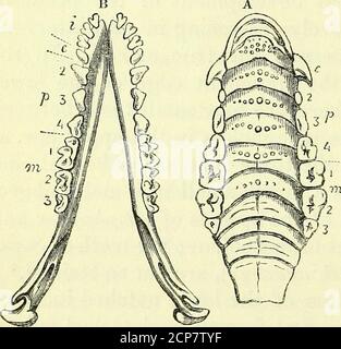 . Sull'anatomia dei vertebrati [risorsa elettronica] . i vaioli successivi e semplici-coronati molari devono essere considerati come premolari, notano che hanno lo sviluppo o l'ufficio di un dente canino; i loro omotipi nella mascella inferiore sono impiantati da due radici. Lo spessore dello smalto, in proporzione al corpo ofdentino, è insolitamente grande in questi piccoli insettivori, E i punti di Thesharp dei denti mantengono a lungo la loro idoneità per l'ufficio di cracking e schiacciare i teguments duri o duri di insects.The smalto-polpa degli incisivi inferiori è così grande come sopra-lap, nel giovane Shrew, il gro Foto Stock
