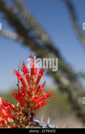 Infiorescenza della panicola rossa, Ocotillo, Fouquieria Splendens, Fouquieriaceae, arbusto deciduo nativo, Joshua Tree National Park, Colorado Desert, Spring. Foto Stock