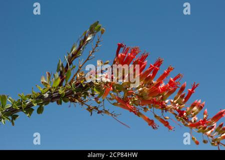 Infiorescenza della panicola rossa, Ocotillo, Fouquieria Splendens, Fouquieriaceae, arbusto deciduo nativo, Joshua Tree National Park, Colorado Desert, Spring. Foto Stock