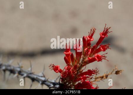 Infiorescenza della panicola rossa, Ocotillo, Fouquieria Splendens, Fouquieriaceae, arbusto deciduo nativo, Joshua Tree National Park, Colorado Desert, Spring. Foto Stock