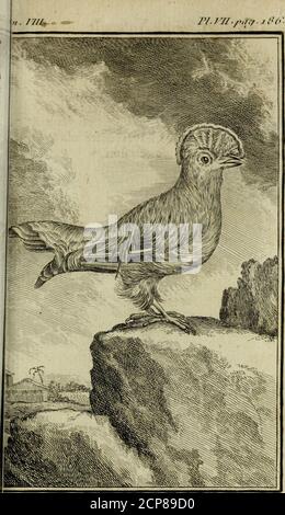 . Histoire naturelle des oiseaux . r/.ri/./^a.a.a.a..jto-. J.K CO^-J)!: IIOCIIK du Coq de roche. 187 LE COQ DE ROCHEDU PÉROU. 1L Y A une autre efpèce, ou plutôt unevariété de coq de roche dans les provincesdu Pérou, qui difère de celui-ci, en cequil a la queue beaucoup Plus longue,& que les plumes ne font pas coupéescarrément -, celles des ailes ne font pasfrangées comme dans le précédent^ au-lieu dêtre dun rouge uniformi par-tout,il a les ailes & la queue noires, & le crou-pion dune couleur cendrée : la huppe eftauffi diférente, moins élevée & comféplumes pour fétées févede ^ Foto Stock