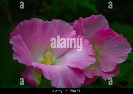 fiore, fiore rosa beautyful, fiori in giardino immagine sfondo Foto Stock