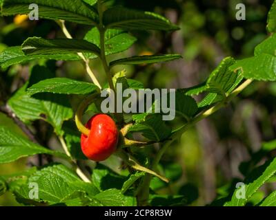 Frutti di bacca in Quebec, Canada Foto Stock