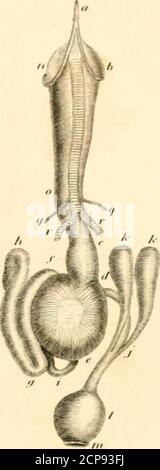 . Una storia di uccelli britannici, indigeni e migratori: Compresa la loro organizzazione, abitudini e relazioni; osservazioni sulla classificazione e la nomenclatura; un resoconto dei principali organi di uccelli, e osservazioni relative all'ornitologia pratica .. . Foto Stock